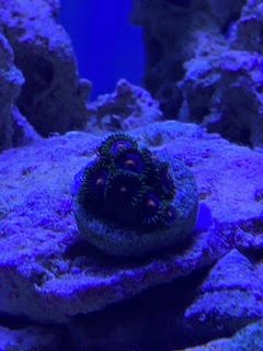 Zoa 3.jpg