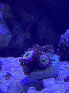 Zoa 5.jpg