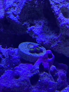 Zoa 6.jpg