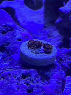 Zoa 7.jpg