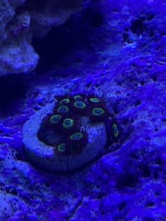 Zoa 10.jpg