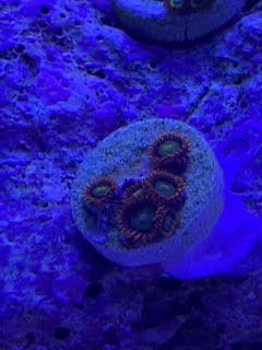 Zoa 11.jpg