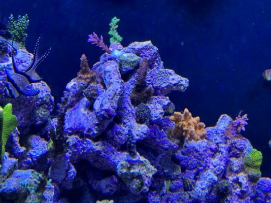 Reef Jan23 1.jpg