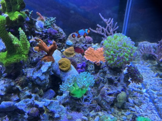 Reef Jan23 2.jpg