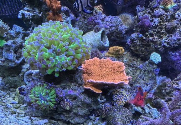 Reef Jan23 5.jpg