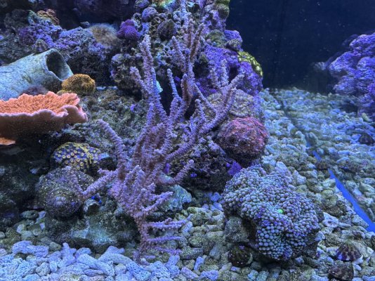 Reef Jan23 9.jpg