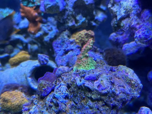 Reef Jan23 11.jpg