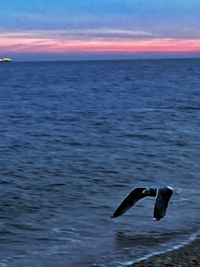 Lone bird beach.JPG