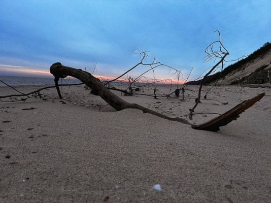 Tree on beach.JPG