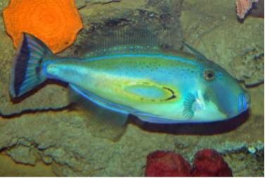 Hemdal_Filefish1.jpg