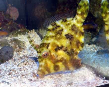 Hemdal_Filefish3.jpg