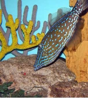 Hemdal_Filefish5.jpg