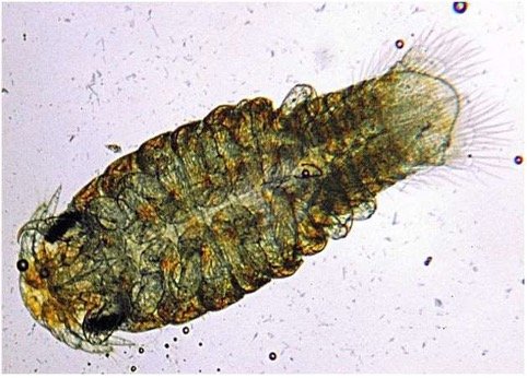 Arthropod Parasites of Aquarium Fish - Hemdal