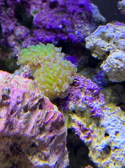 coral1.jpg