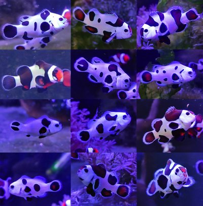 Baby clowfish.jpg