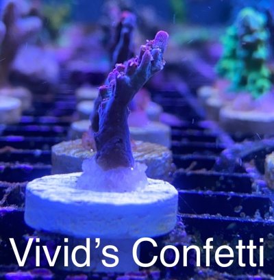 Vivids Confetti frag R2R.jpg