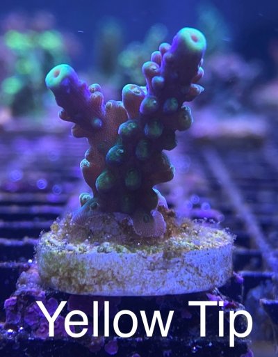 Yellow Tip frag R2R.jpg