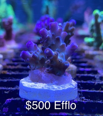 $500 Efflo frag R2R.jpg