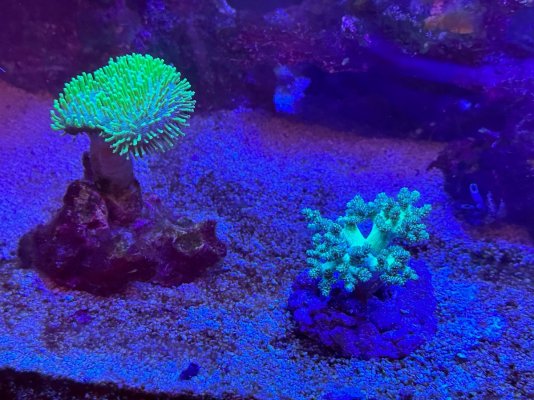 coral 8.jpg