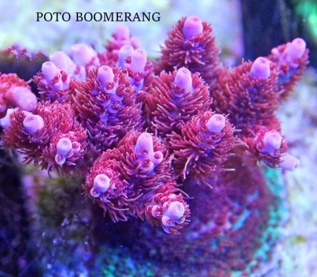 POTO BOOMERANG.JPG