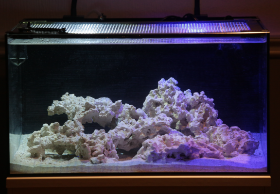 1st reef tank.png