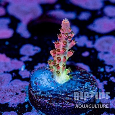 Riptideaquaculture -9608.jpg