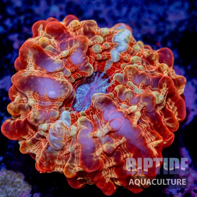 Riptideaquaculture -9802.jpg