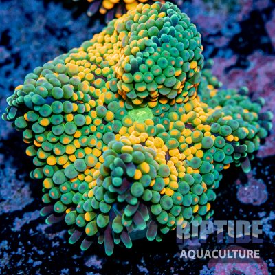 Riptideaquaculture -9806.jpg