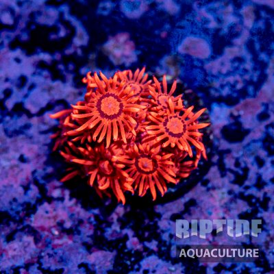 Riptideaquaculture -9809.jpg