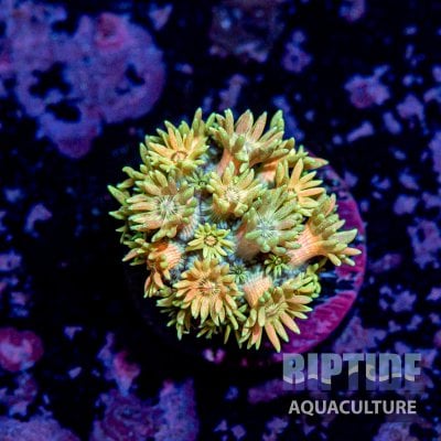 Riptideaquaculture -9808.jpg