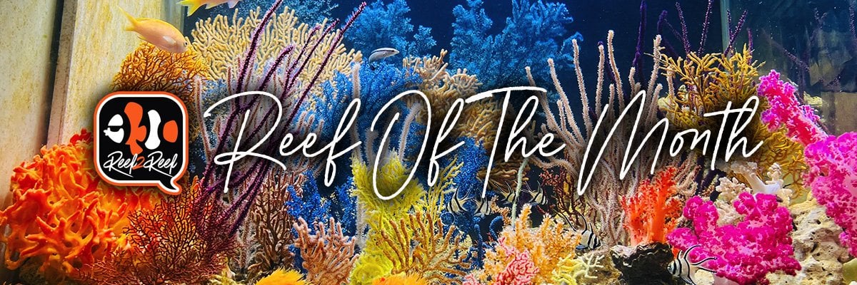 Reef of the month banner.jpg