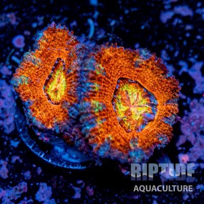 Riptideaquaculture -9693.jpg