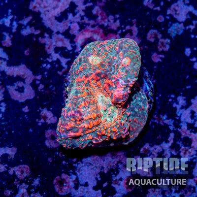 Riptideaquaculture -9774.jpg