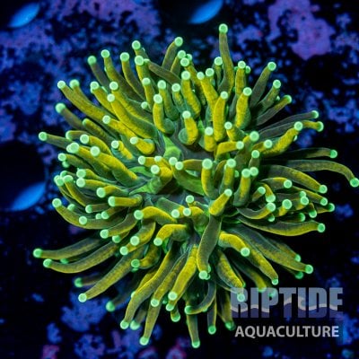 Riptideaquaculture -9971.jpg