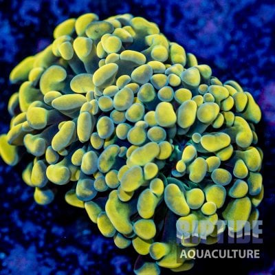 Riptideaquaculture -9972.jpg