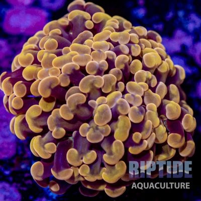 Riptideaquaculture -9974.jpg