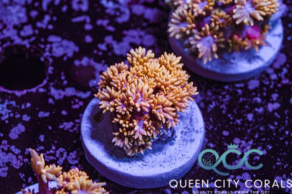 QCC Baby Blue and Pink Goniopora