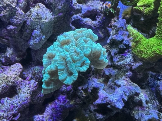 Candycane Coral March 2023.jpg