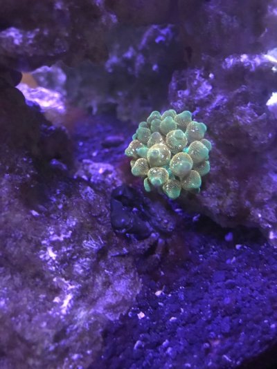 bubble tip 2.jpg