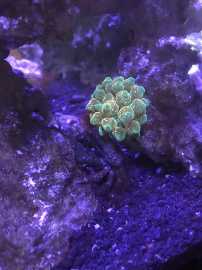 bubble tip.jpg