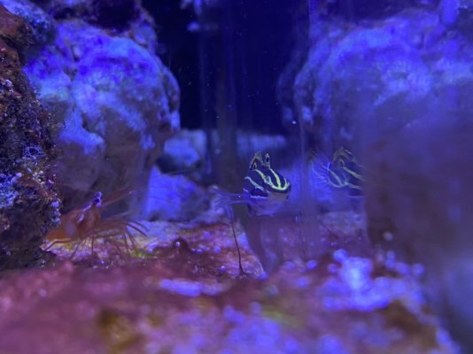 Valenciennea and the Sandsifting gobies; an in depth look