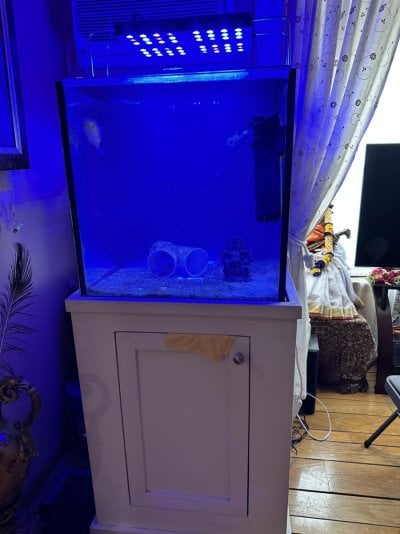 fish tank.jpeg