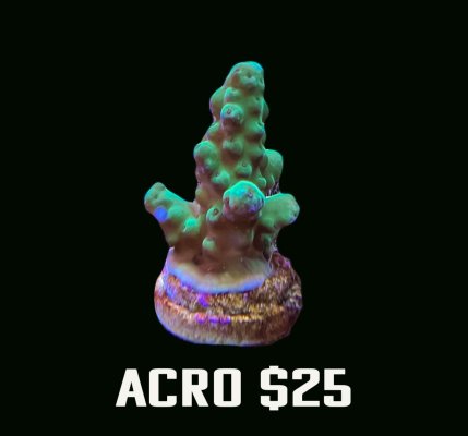 acro.jpg