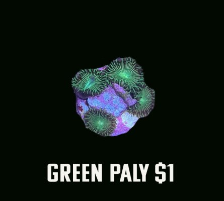 green paly.jpg