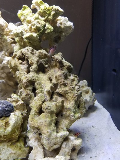 Blenny.jpg