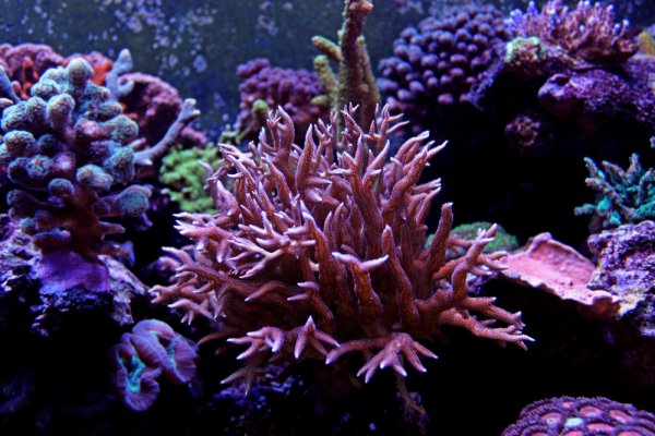 sps-corals.jpg