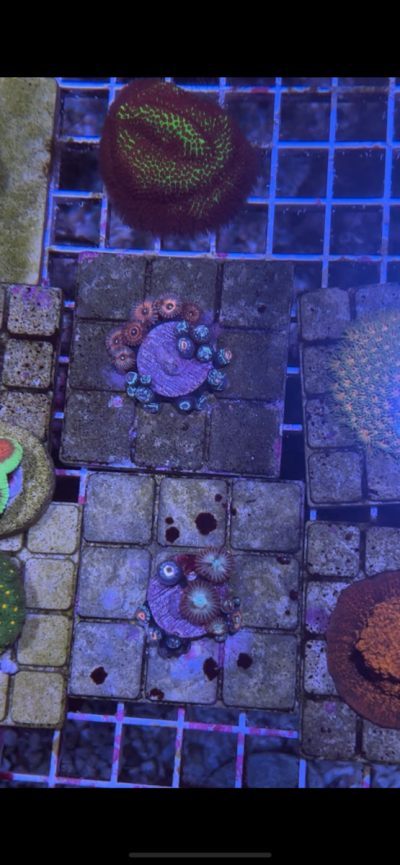 Sad Zoas.png