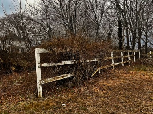 Weeds on fence.JPG