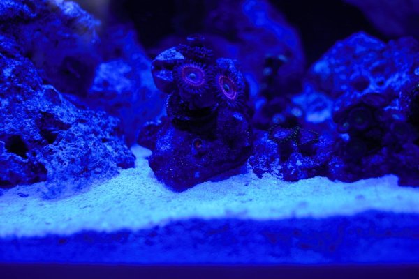 Zoa Garden RS.jpg