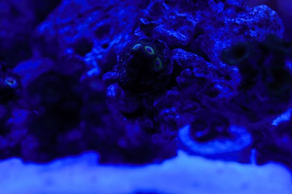 Zoa Rostas RS.jpg